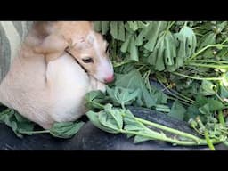 They Found This Dehydrated Puppy Abandoned in a Village - Takis Shelter