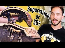 Emptyback & Superstripe Crested Geckos Explained.