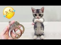 Try Not To Laugh Dogs And Cats 🙀🤣 New Funny Catss 2024 😅