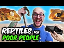 The Best Reptiles For Poor People