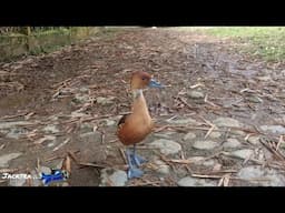 Injured Duck Teaches Family Amazing Lesson | Jacktra