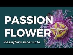 How to grow, use, and make passionflower medicine!