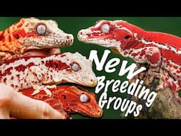 My Favorite Red Striped Gargoyle Gecko Groups for 2025