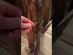 Severe Water Damage to Wood in Bathroom