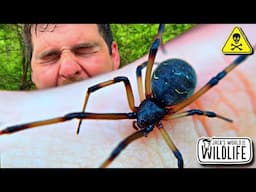 BROWN WIDOW BITE! The EXTENDED CUT!