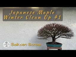 Japanese Maple Winter Clean Up #1 - Tom Lau -  Bonsai Technique - Baikoen Bonsai Club