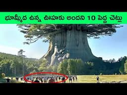 Biggest Giant Trees in The World | Strangest and Rarest Trees on Earth | bmc facts