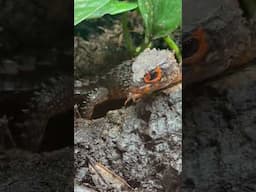 Adorable Red Eye Crocodile Skink Mama Protecting Her Precious Baby!