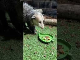 Meet Benji, our rescued opossum, and book an Opossum Animal Connection Experience today!