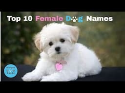 Top 10 Female Dog Names