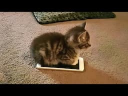 Kittens use 100  cuteness 😹 Funny cat videos