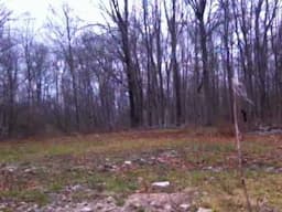 Real Bigfoot Footage from North Carolina