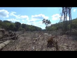 Hurricane Helene & Nolichucky Flood Wipe out 100 year Forest & Island | The before & after.