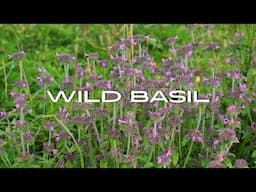 Wild Basil