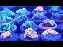 NEW CORALS AT CORALUST - COVID-19 Blowout Deals 5-5-2020