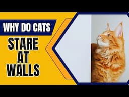 Why Do Cats Stare At Walls?