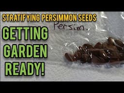 Stratifying Persimmon Seeds | Getting Garden Ready!