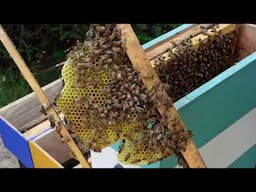 Newfoundland Beekeeping 2024