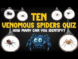 Can You Guess These 10 Venomous Spiders? 🕷️ Fun Quiz for Kids!