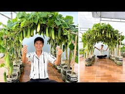 Super Easy Cucumber Growing – Beautiful Climbing Trellis, Amazing Yield!