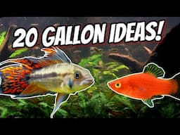 My Top Favorite Fish and Plants for Your 20 Gallon Aquarium!