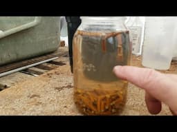 Rooting Hardwood Cuttings with Willow Bark Extract