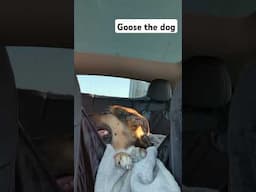 Goose the dog