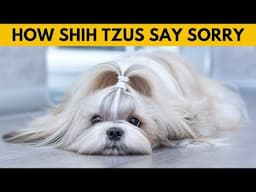 How Do Shih Tzus Apologize to Humans?