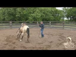 WHY I Make Horse Training Videos