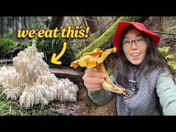 HUNT & COOK: Foraging Wild Mushrooms 🍄‍🟫 We find Bear’s Head & Chanterelles!