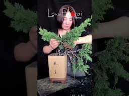 Artistic bonsai pruning techniques! #104 #lovebonsai #bonsai #bonsaiart #bonsaitree