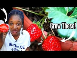 You Will Never Buy Strawberries Again After Growing Your Own|| Tomatoes And Peppers In Abundance