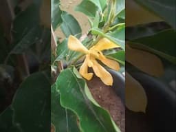 సంపంగి Magnolia champaca/commonly known as Champaca/Champak is a tropical evergreen tree benifits