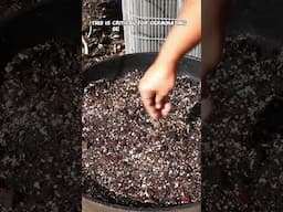 Straw Mulch Magic: Boost Germination & Enhance Your Garden’s Health!