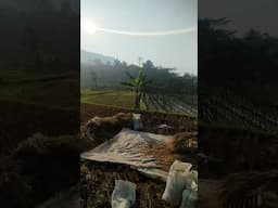 mulai masa panen lagi #sawah #suasanakampungindah