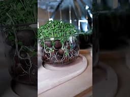 Insane yet easy hack to grow food