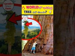 🤯 world లో అతి పెద్ద Tree ఎదో మీకు తెలుసా? 🔥 #shorts #facts #viral