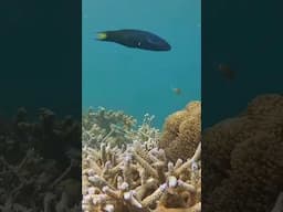 Andaman scub diving