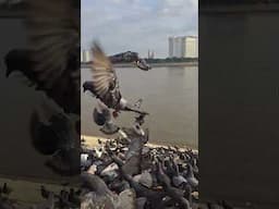 Feeding Doves #dove #royalpalace #phnompenh  #cambodia