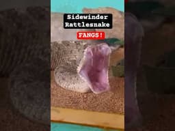 Sidewinder Rattlesnake FANGS! #fangsoutfriday