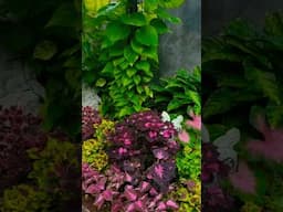 Colorful Garden 🪴🍃 #garden #shorts #ideas #indoorideas #plant