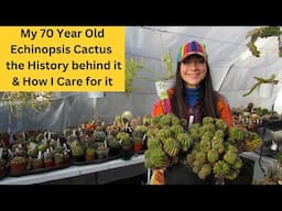 My 70 Yr Old Echinopsis Cactus | The History behind it & How I Care for it #cacti #cactus