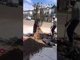 Planting trees for new home#canadamalayalamvlog #edmontonvlog