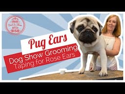 Dog Show Grooming: How To Tape Pug Ears