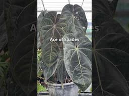 Origin Story of Anthurium Ace of Spades @Silverkromegardens