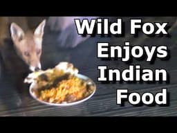 Wild Fox Enjoys  Chicken Tikka Biryani   UK Garden Foxes