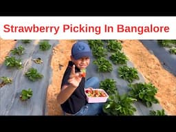 Strawberry picking in Bangalore|| Family Fun day at Strawberry Farm @Wholesome Farms Bangalore