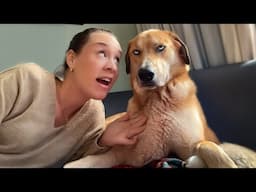 When your dog can understand what you're saying 🐶😄 Funny Dog and Human