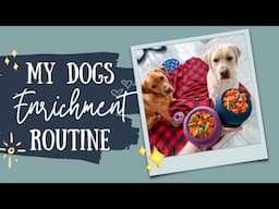 weekly enrichment routine - for my dogs