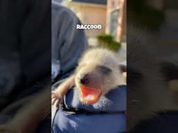 What does a baby raccoon sound like? Answered #raccoon #animalcontrol #raccoonwhisperer